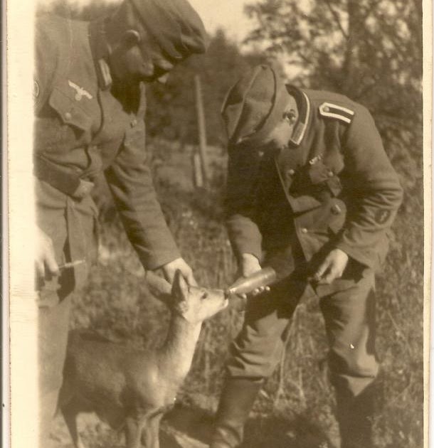 Nazi Fawn