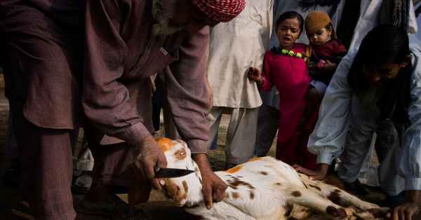 Sacrifice d’un mouton lors de l’Aïd-el-Kebir, Pakistan, 2008